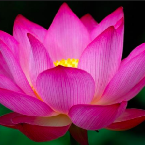 The Lotus Flower Needs the Mud