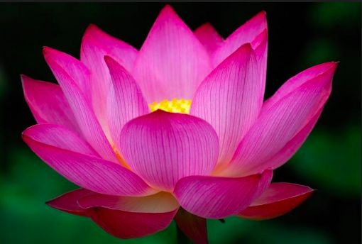 The Lotus Flower Needs the Mud